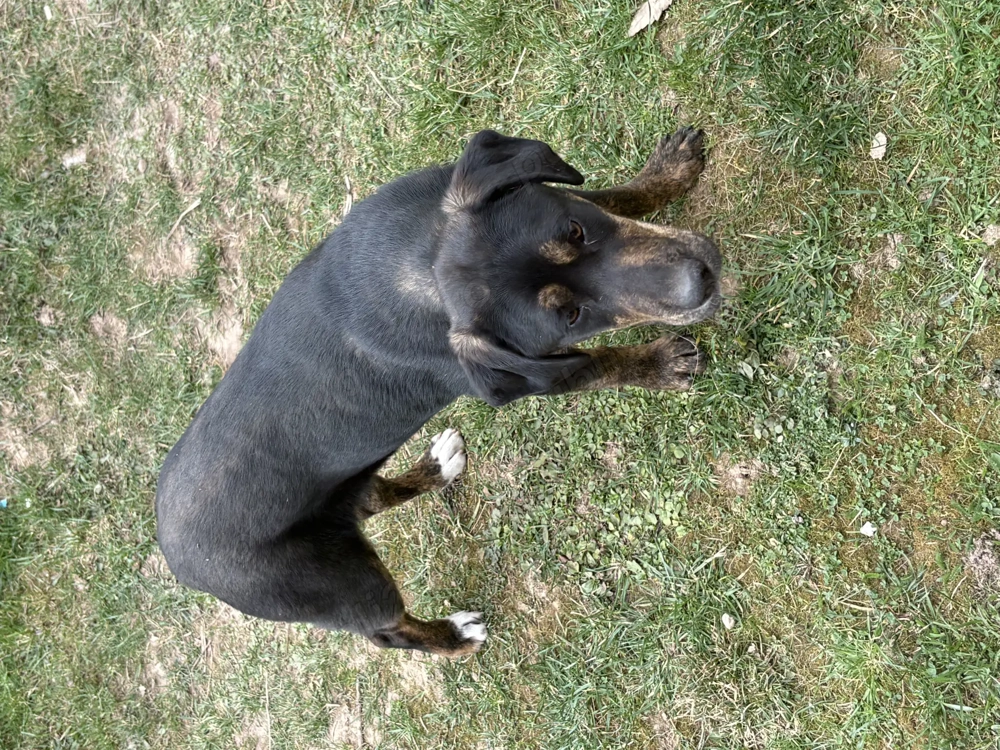 Vând două femele copoi!