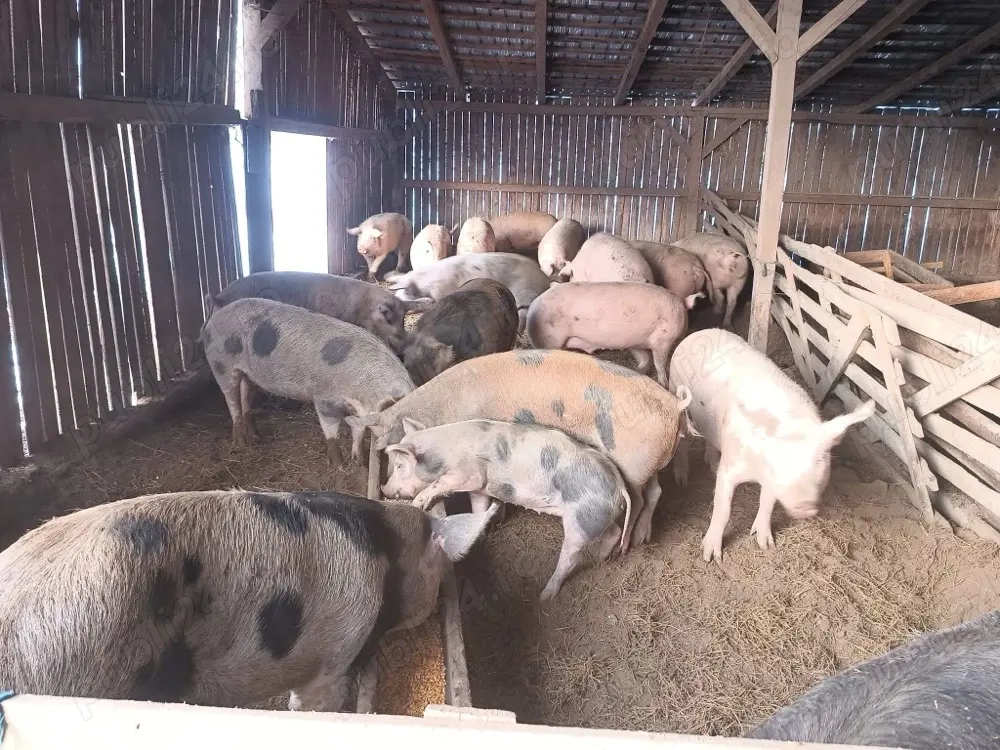 Vand porci