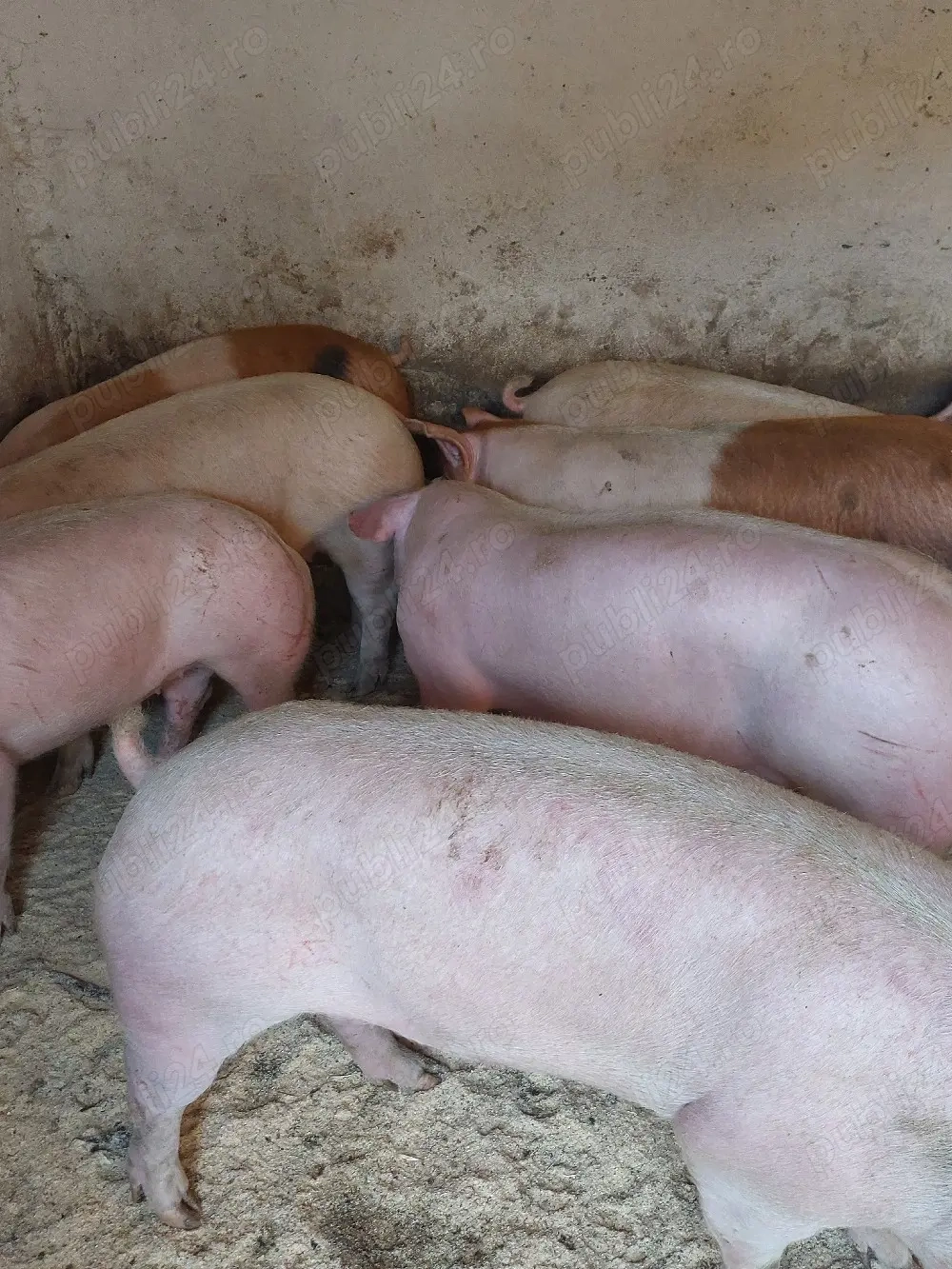 vând porci de carne. 90..1  kg