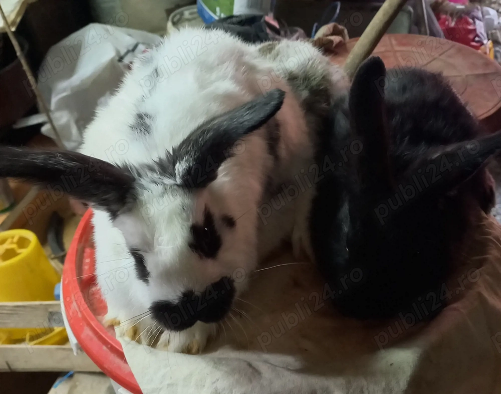 Iepurasii de vanzare