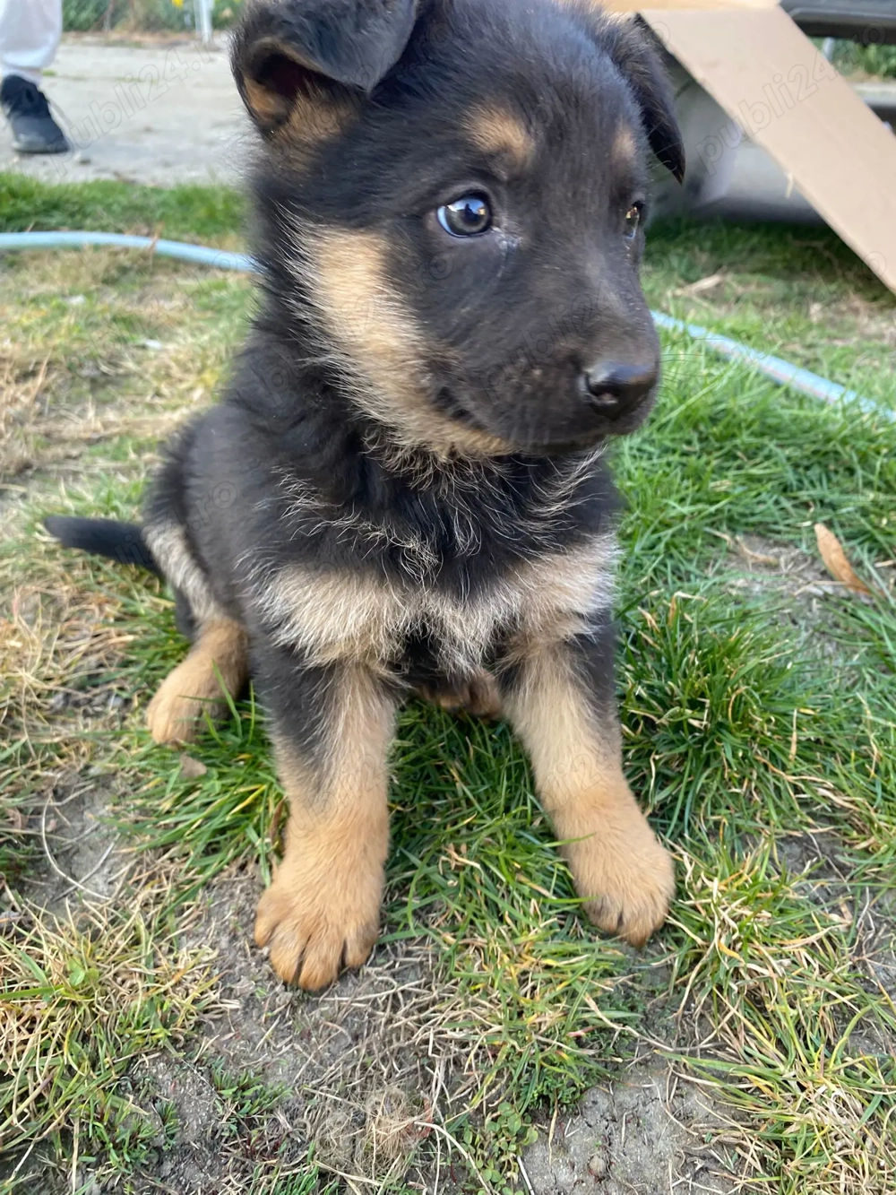 Pui Ciobanesc german