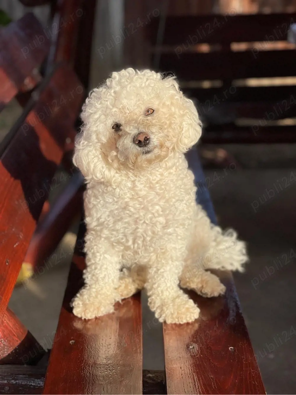 catei bichon frise