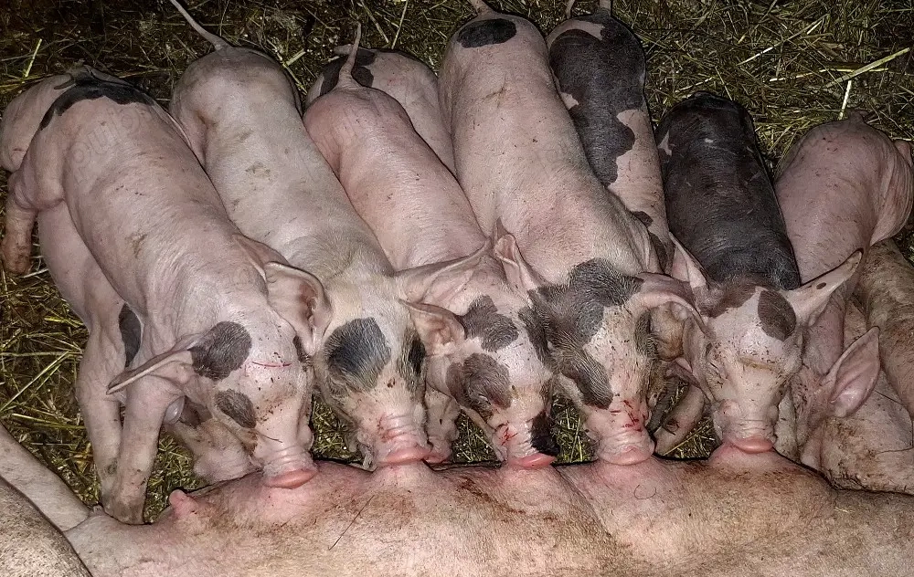 vând scroafă cu purcei 