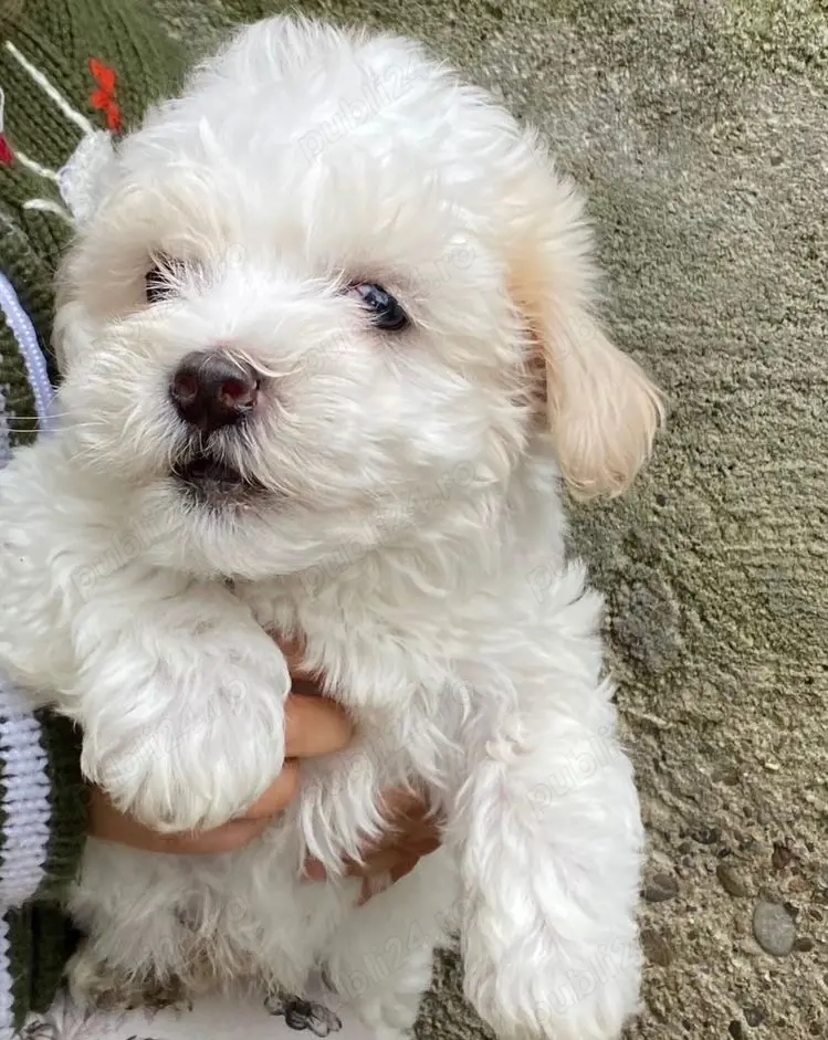 Bichon Maltez , Fetita