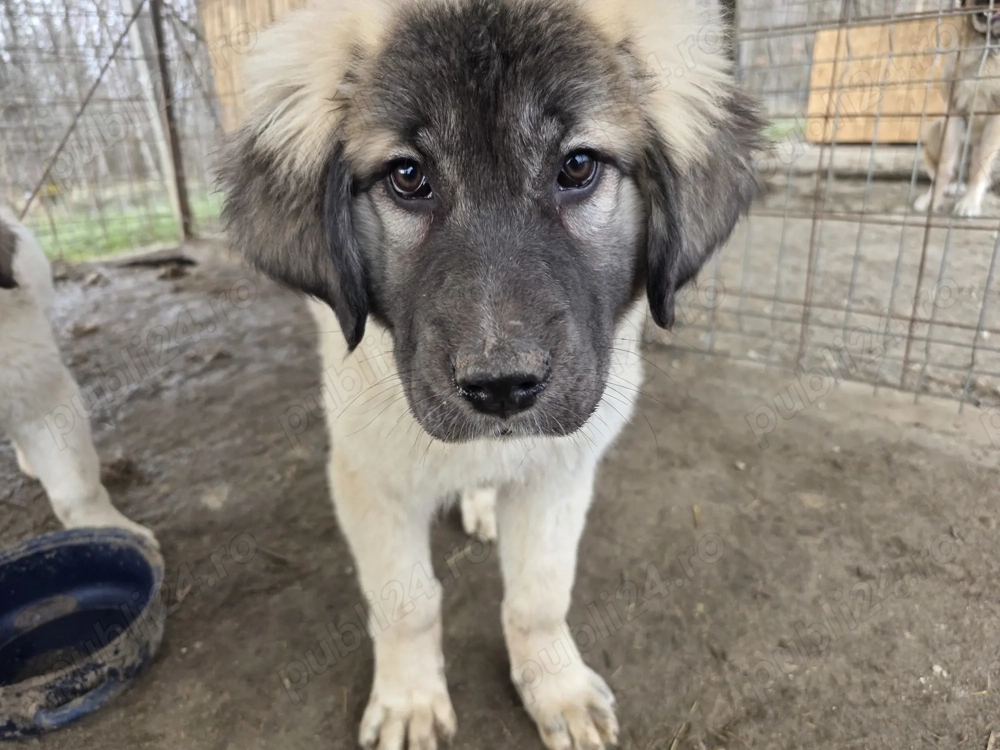 Vand 2 pui femele de 4 luni- metis kangal cu ciobanesc