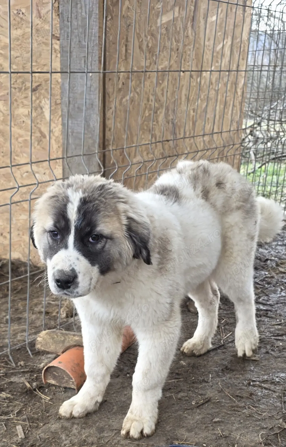 Vand pui femela de 4 luni- metis kangal cu ciobanesc