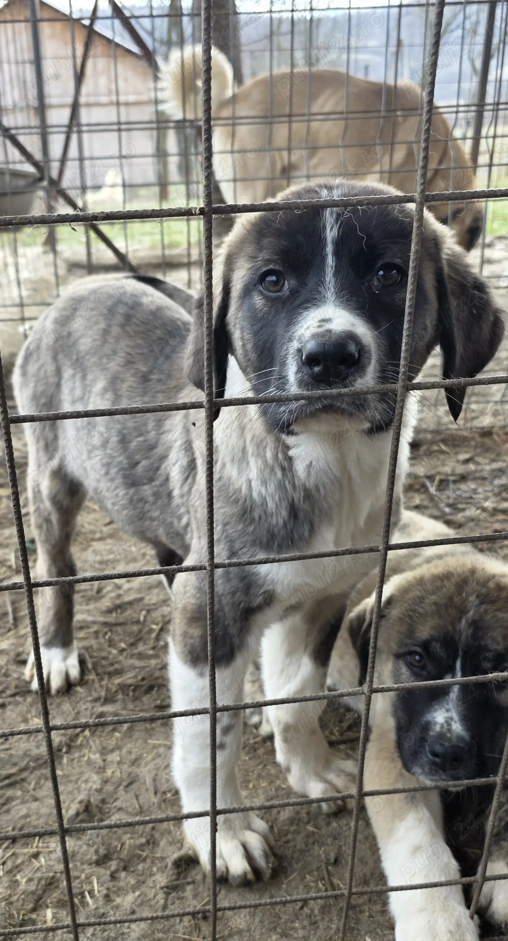Femela 5 luni de vanzare - metis asia centrala cu kangal