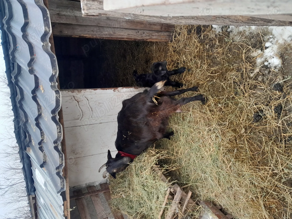 Vand capre și țap rasă alpina