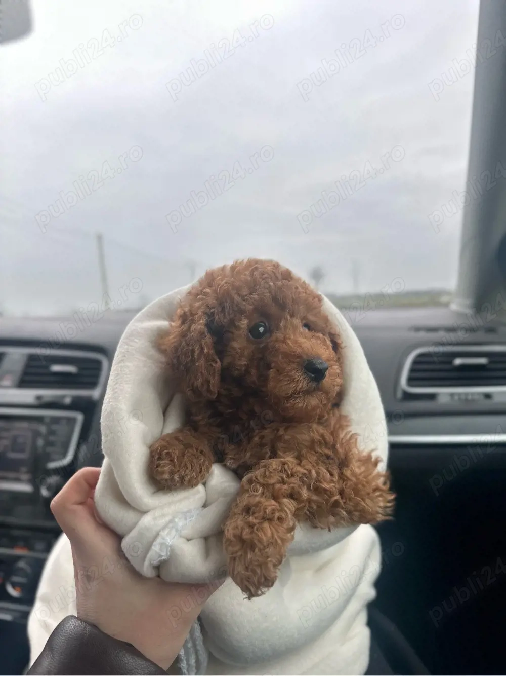 Băiețel pudel poodle