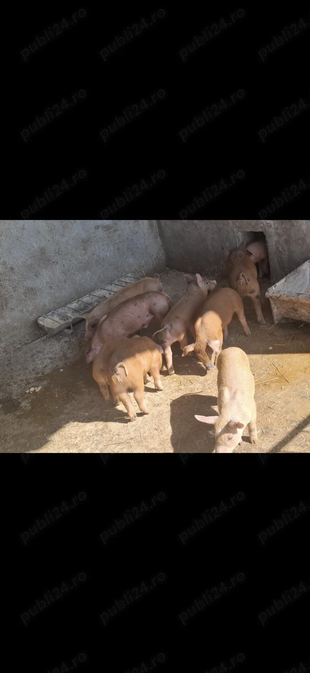 Duroc cu pietran în vârstă de sase 6 saptamani mai multe detalii la numărul de telefon     