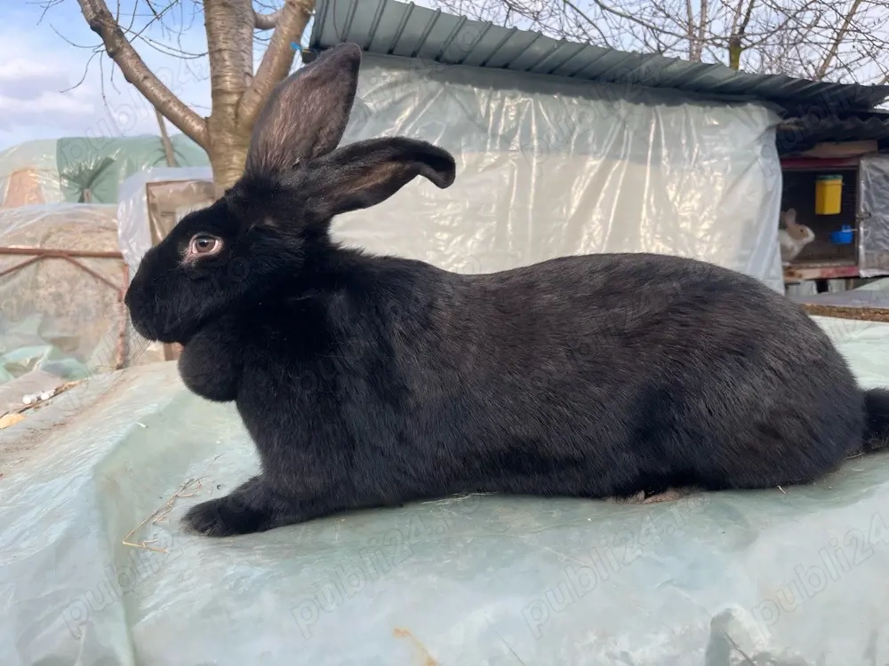 Femelă fluture german janet 