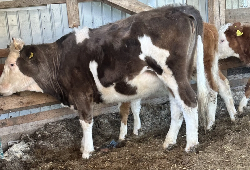 Se vinde juninca de 1.8 luni 