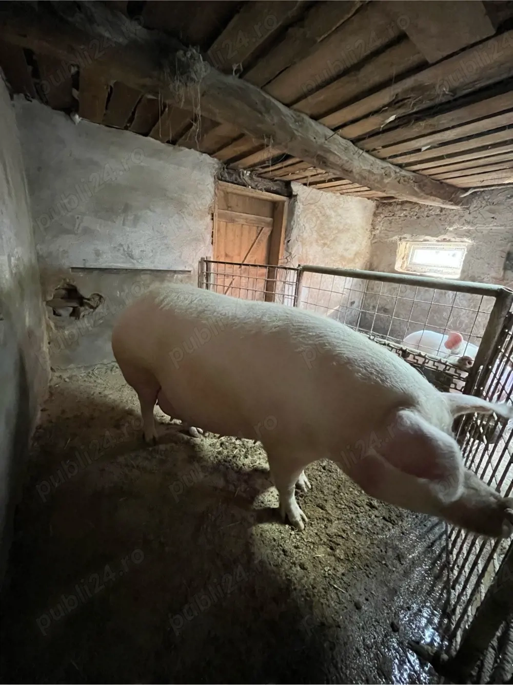 Vând scroafă gestantă