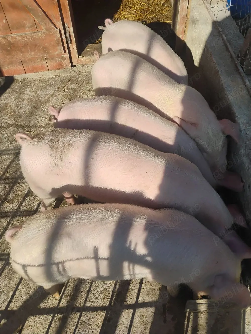 purcei de vanzare 40,45 kg