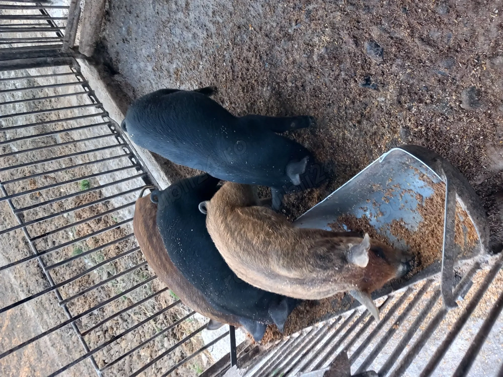 Vând două purcelușe una neagra cealaltă maro