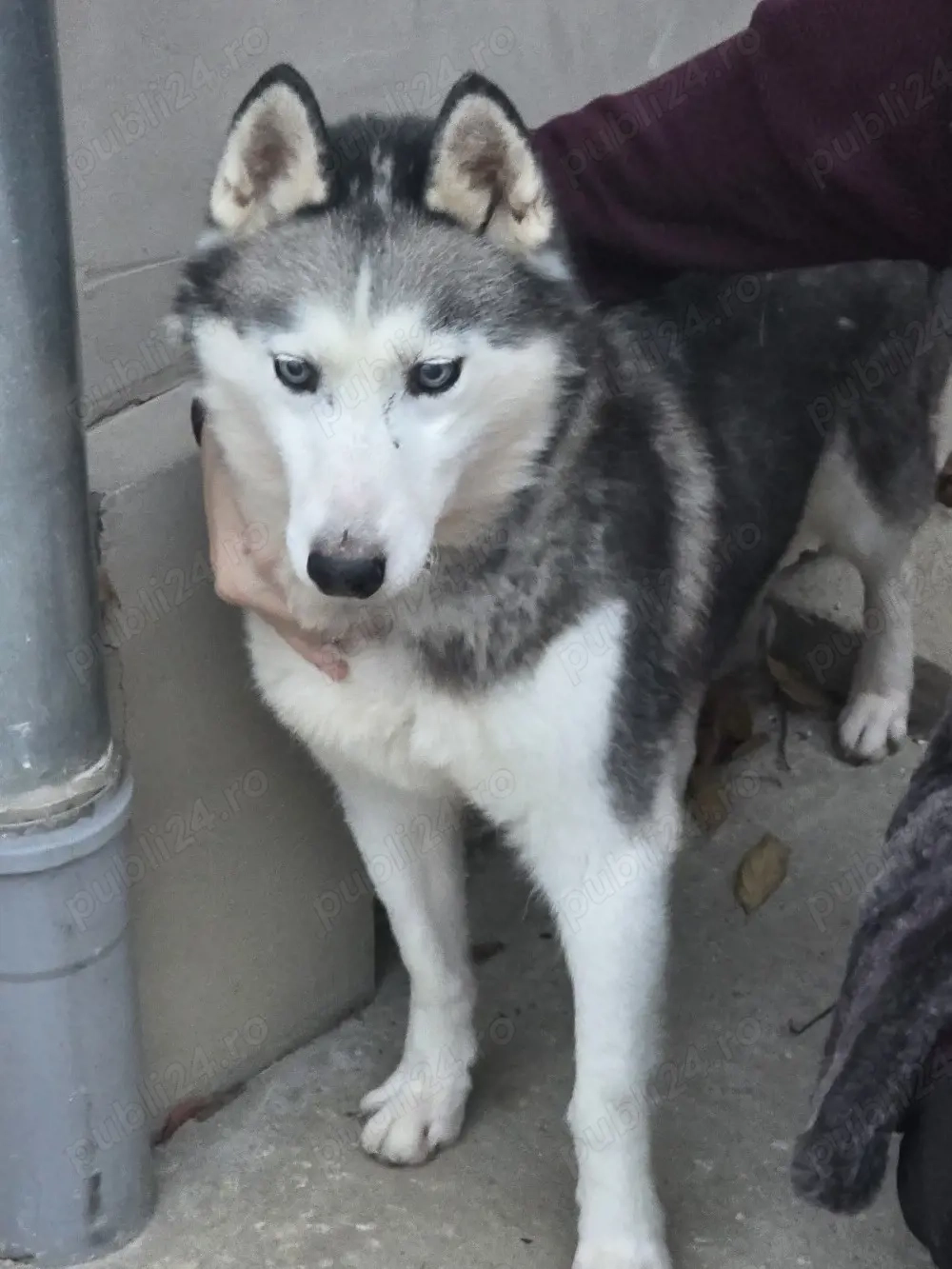 adopție cățea husky siberian