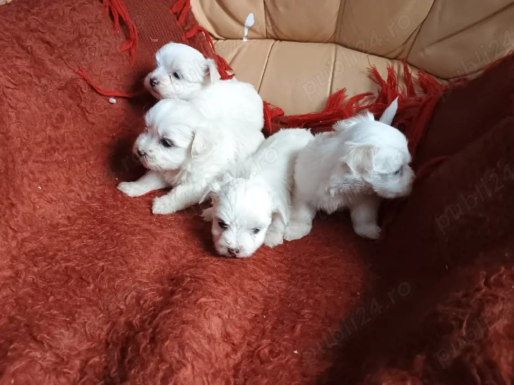 vand căței Bichon maltez mini toy 