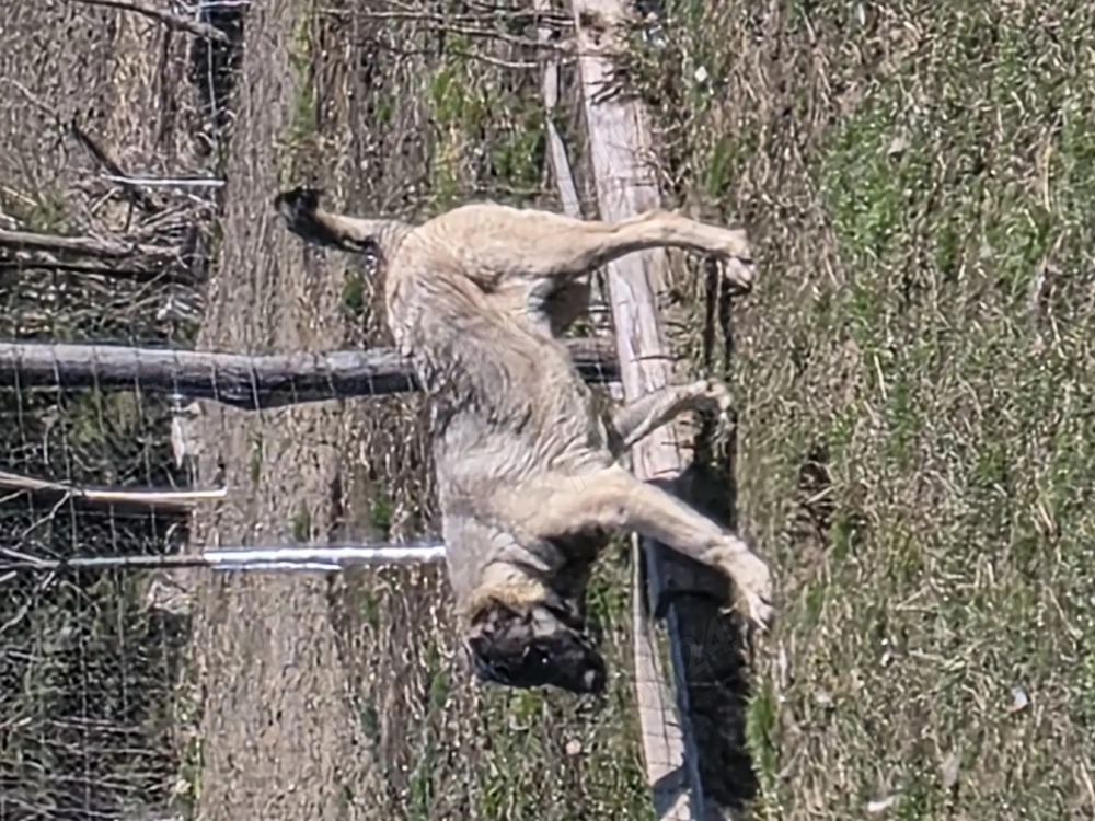 Vând femelă Kangal 6 luni