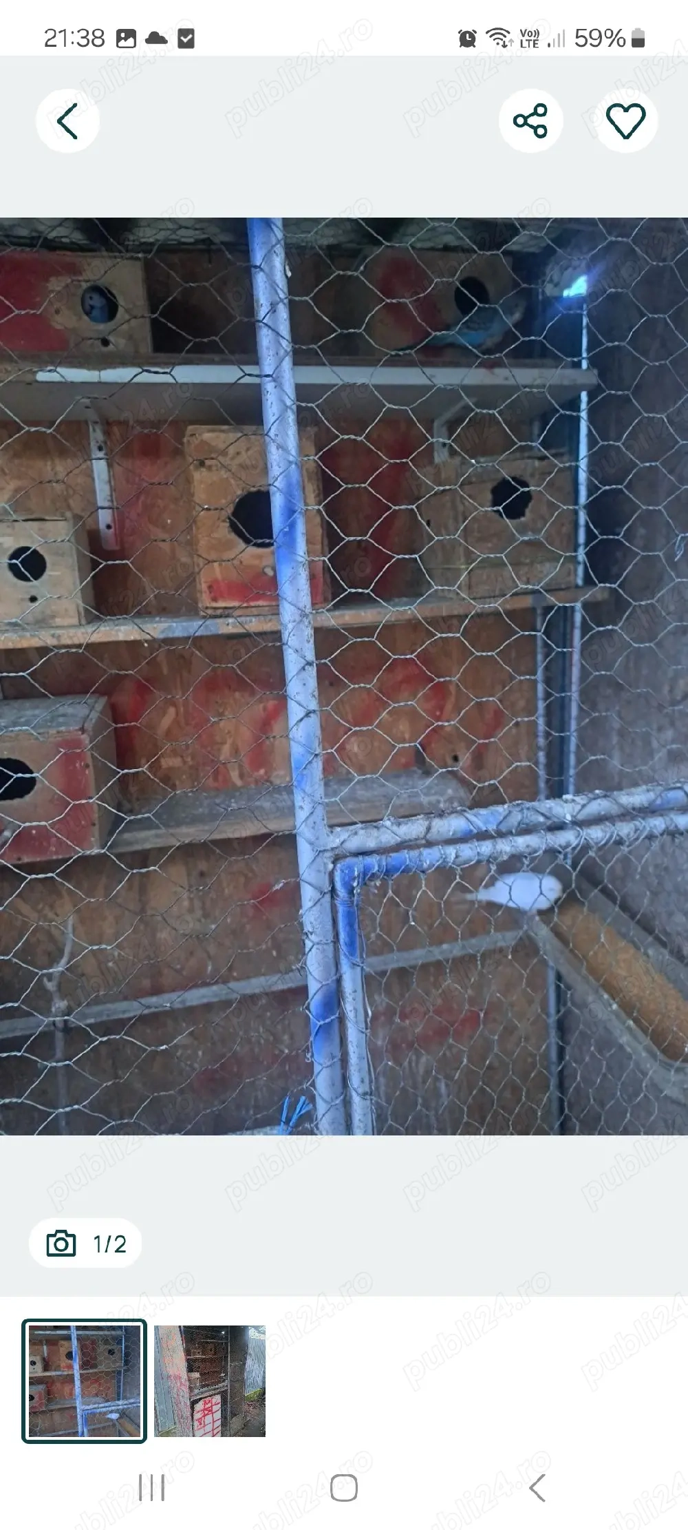 de vanzare perusi plus cusca 