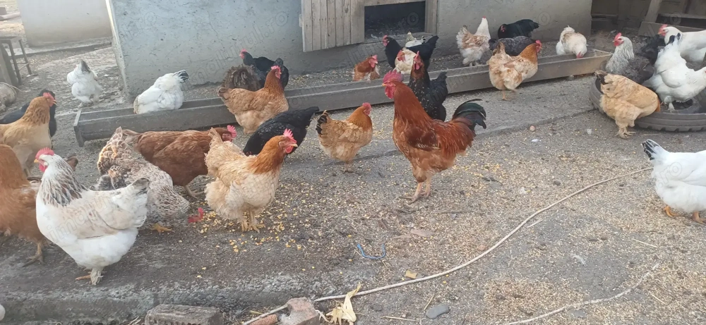 Oua de gaina 1,5 lei buc tg mures