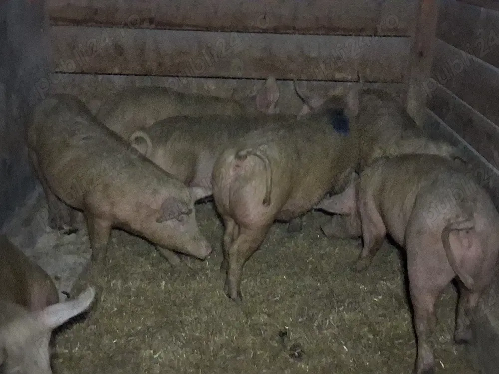 vând porci 70-75  kg