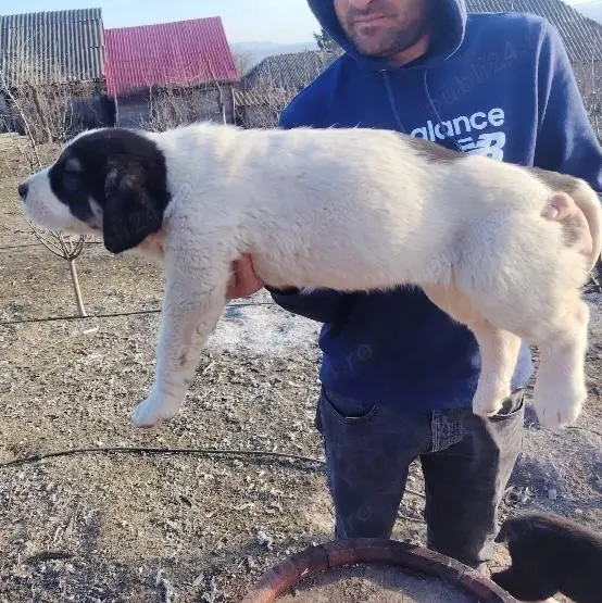 Pui Ciobănești de Asia Centrală 