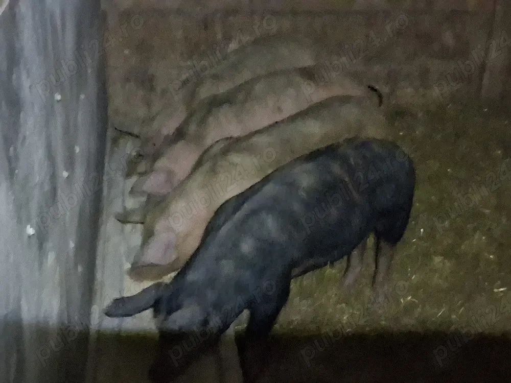 vând porci 60-65 kg