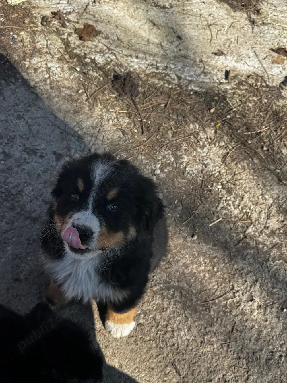 7 Pufosenii Ciobanesc de Berna isi cauta casuta!