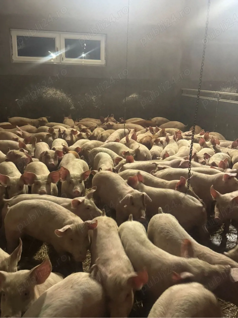 Vand purcei 25-45 kg! 