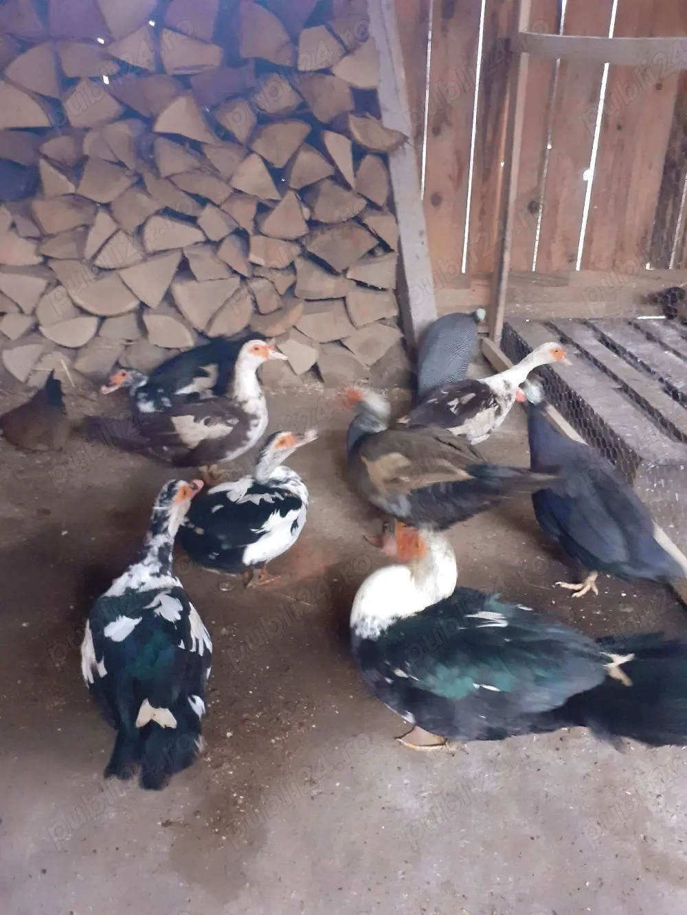 oua rata ptr incubat