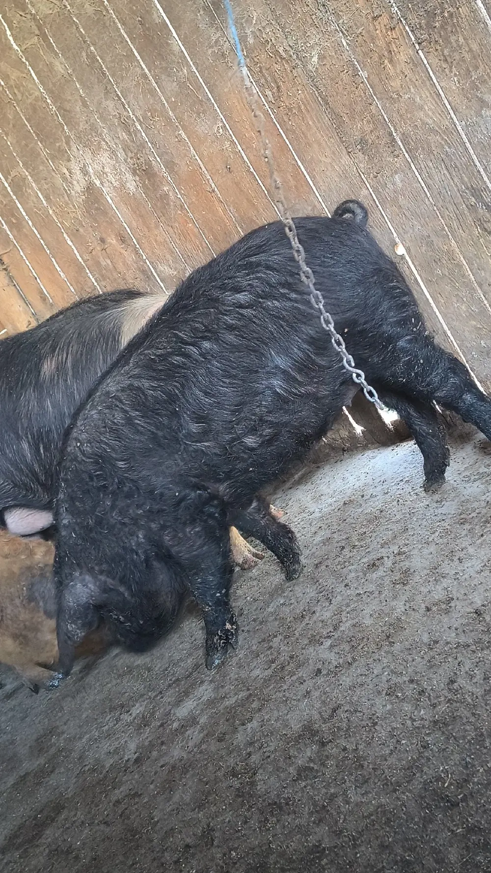 Scrofiță mangalița bazna