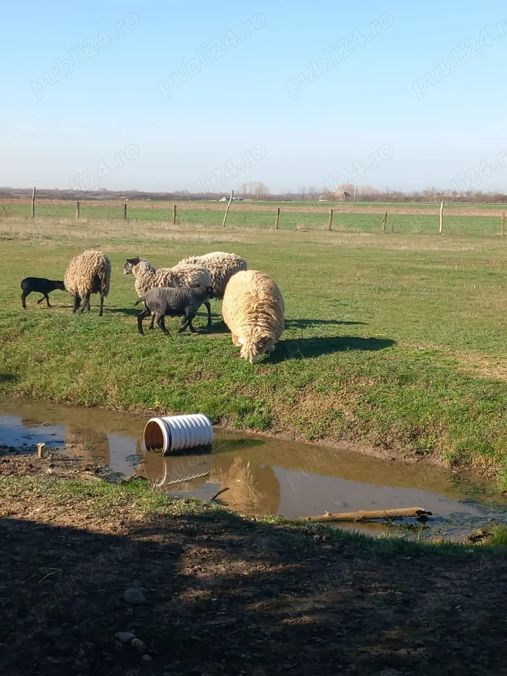 Oi Romanov de vânzare 