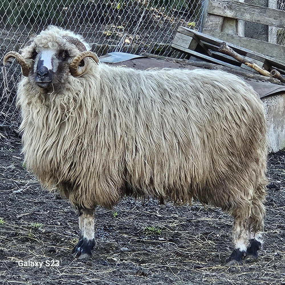 Berbec sănătos , trei ani