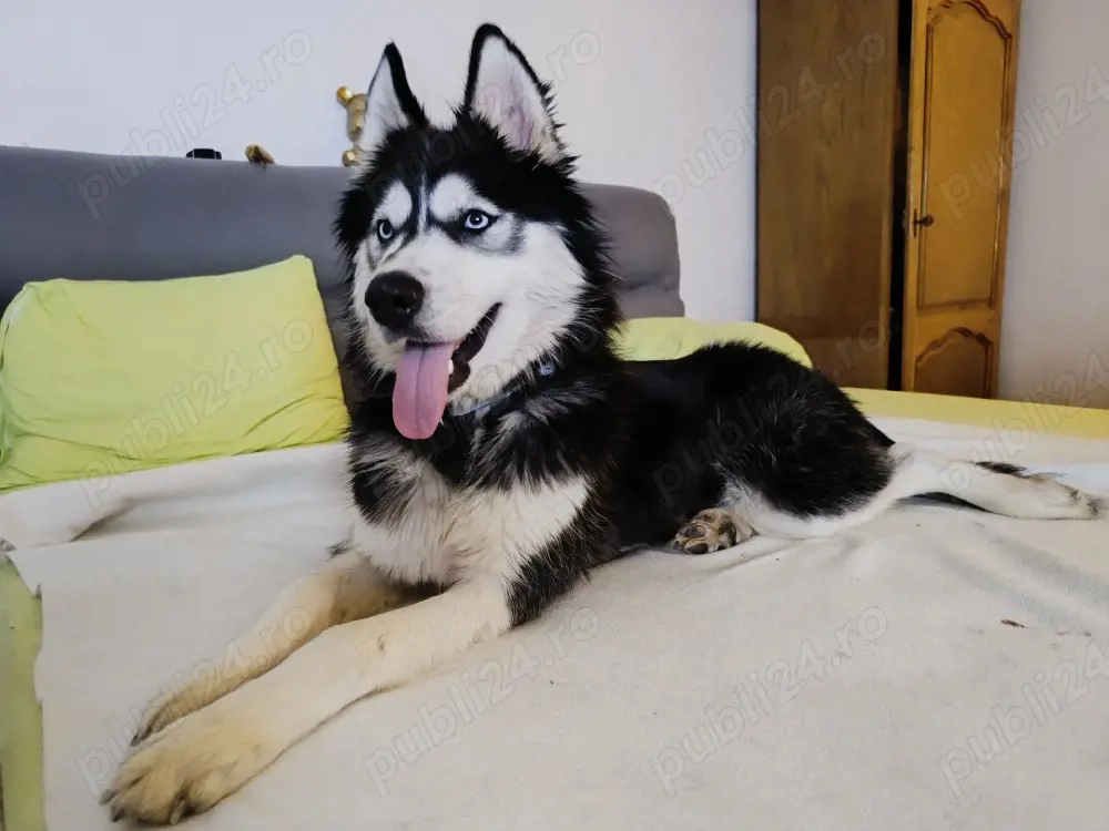 husky siberian 