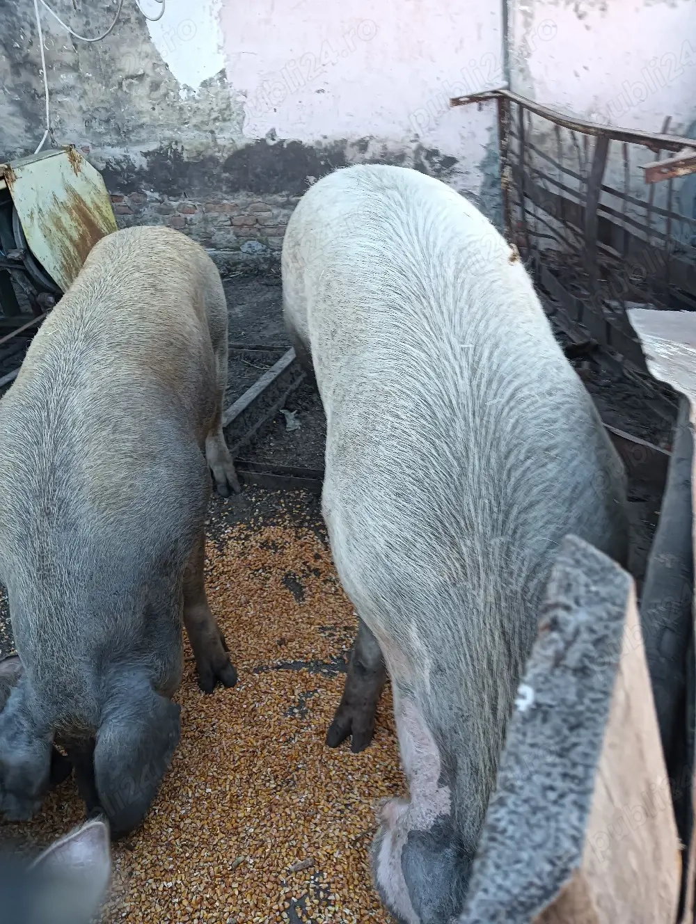 De vânzare doi porci 