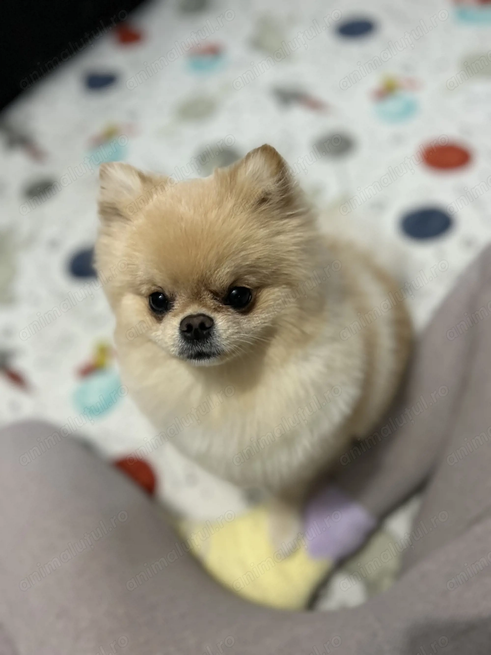 Pomeranian gold fetiță 1 an și 3 luni