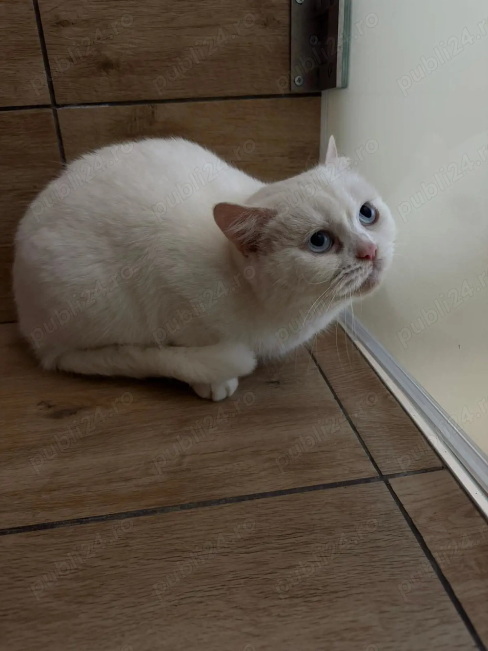 Pisicuța british white 