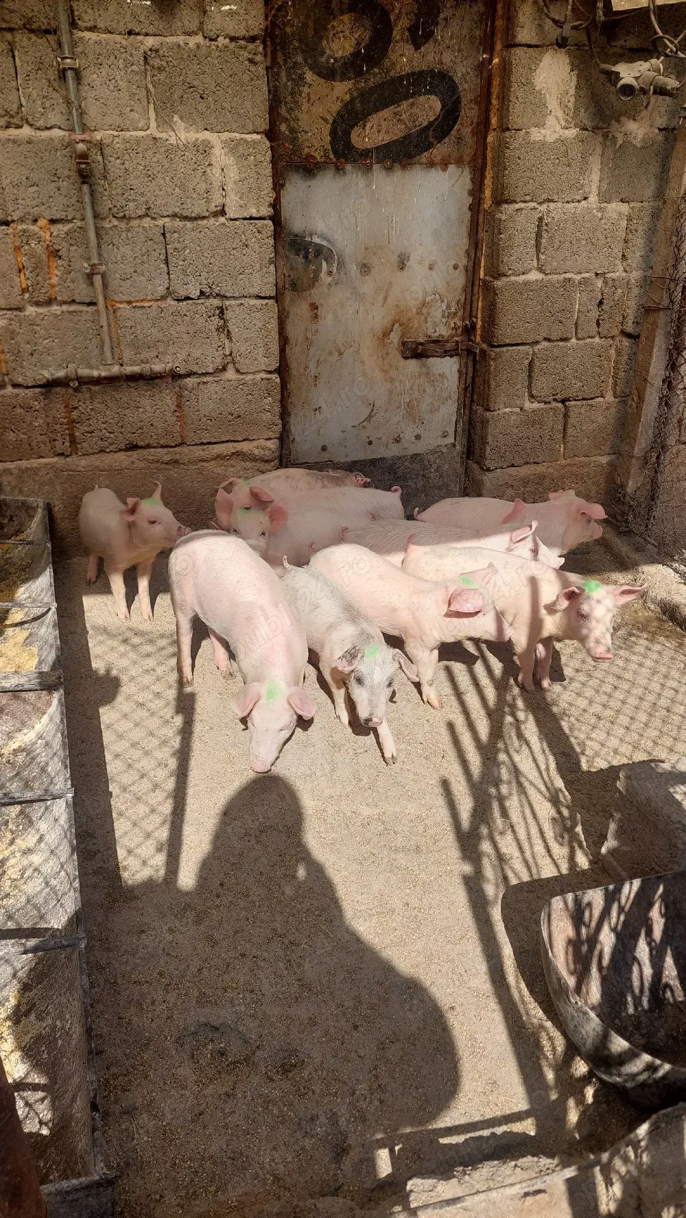 Purcei landras cu petrean