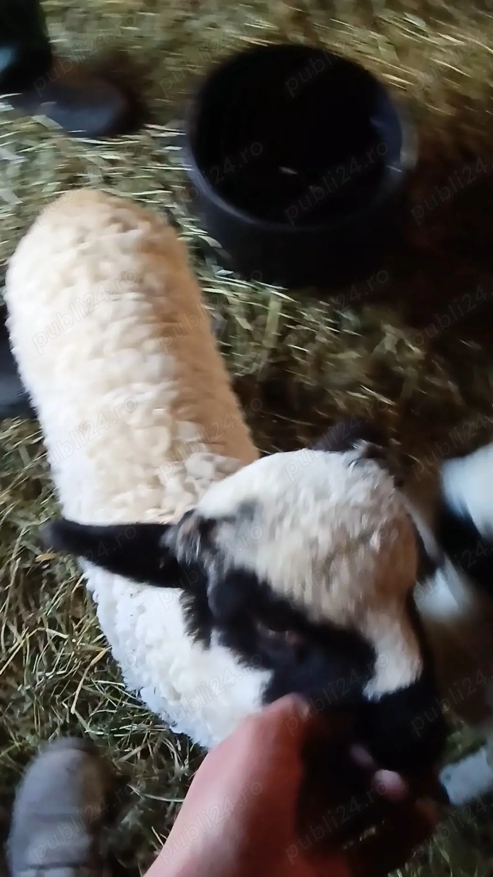 De vânzare oi cu mei