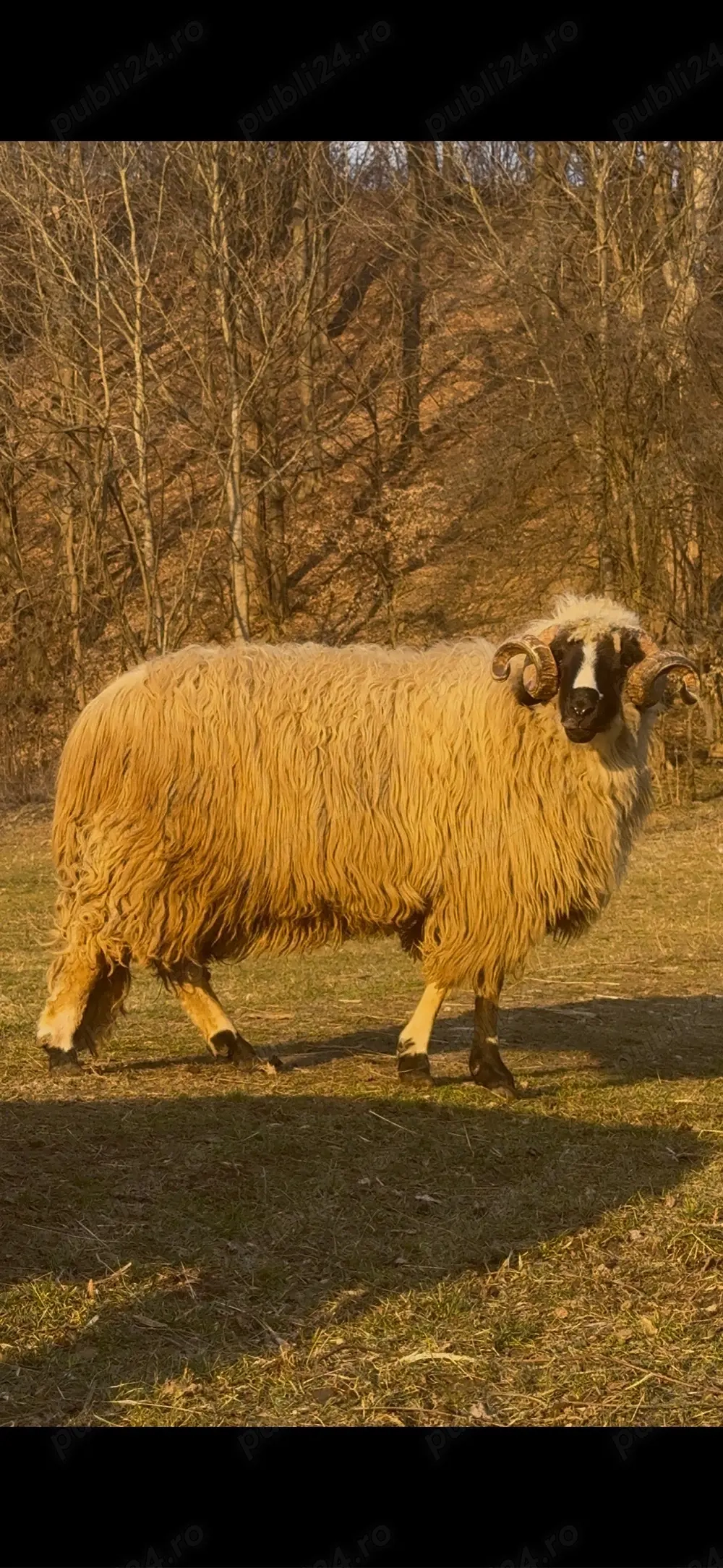 Berbec de vanzare
