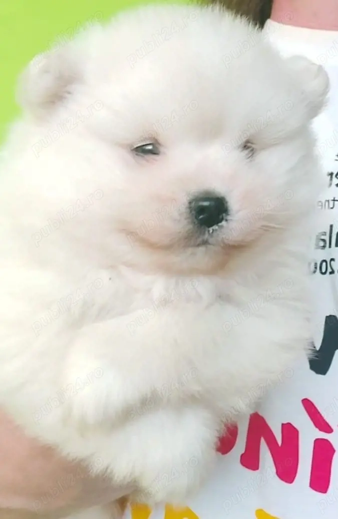 Pomeranian Băiețel disponibil 1