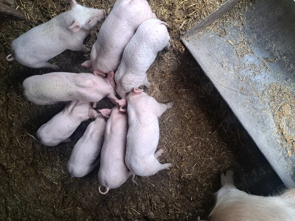 Purcei 6 saptamani pietran