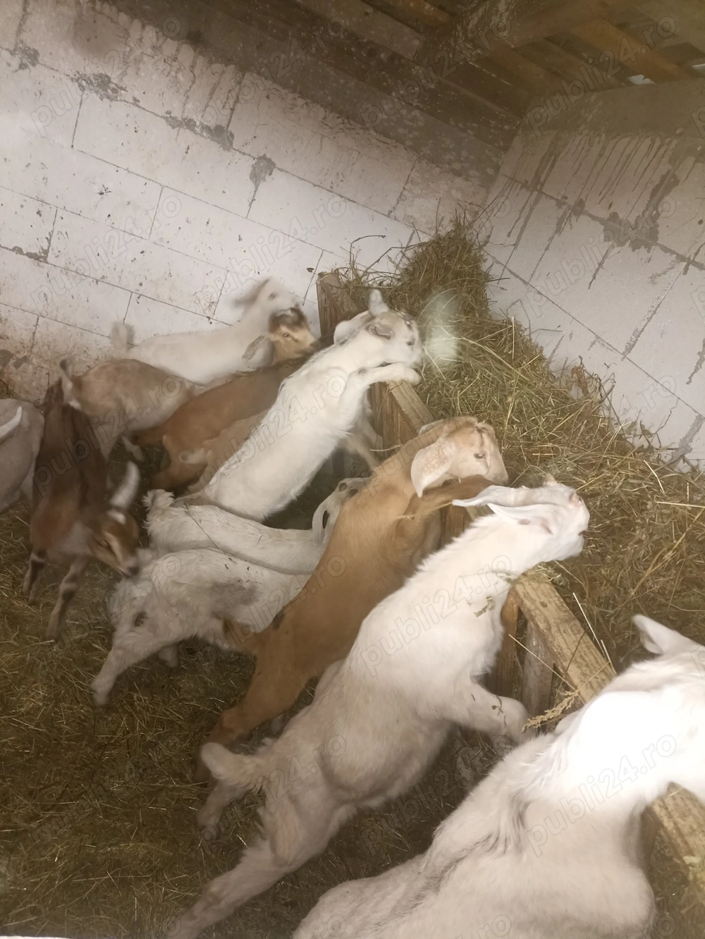 Vând țap anglonubian și iezi metis de sannem cu anglonubian.