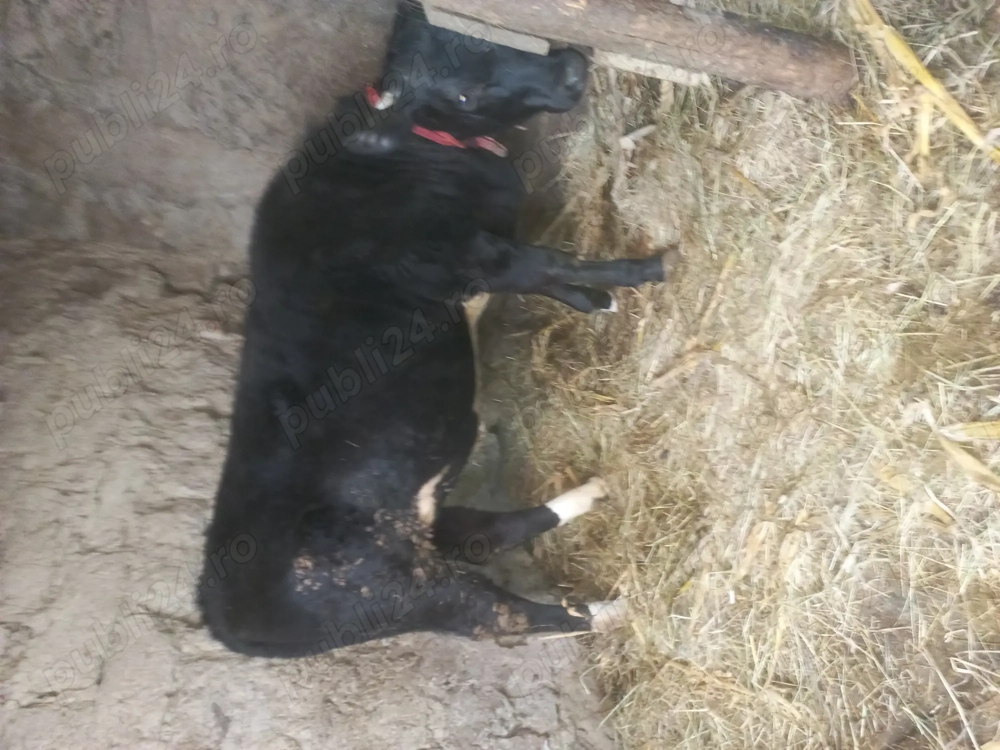 Vițică de vânzare