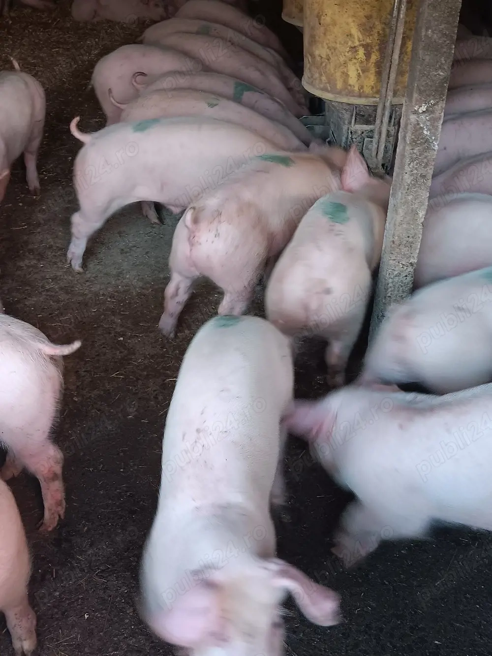 Purcei De Rasă 30-60 kg