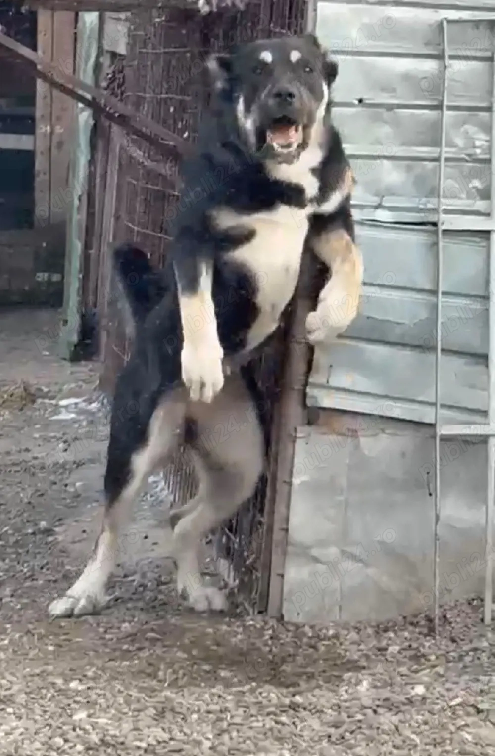 Vînd pui de Volkodav