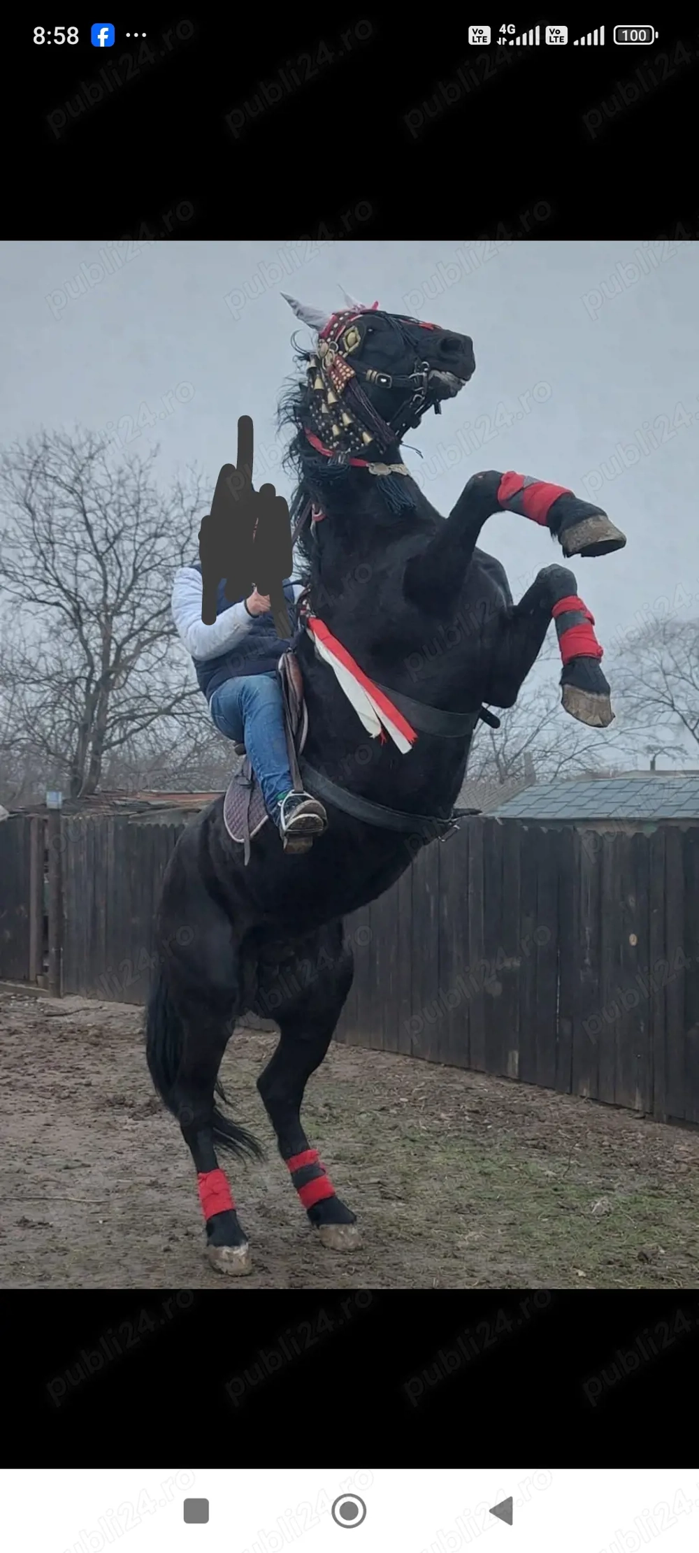 Cal de vânzare (iapă)