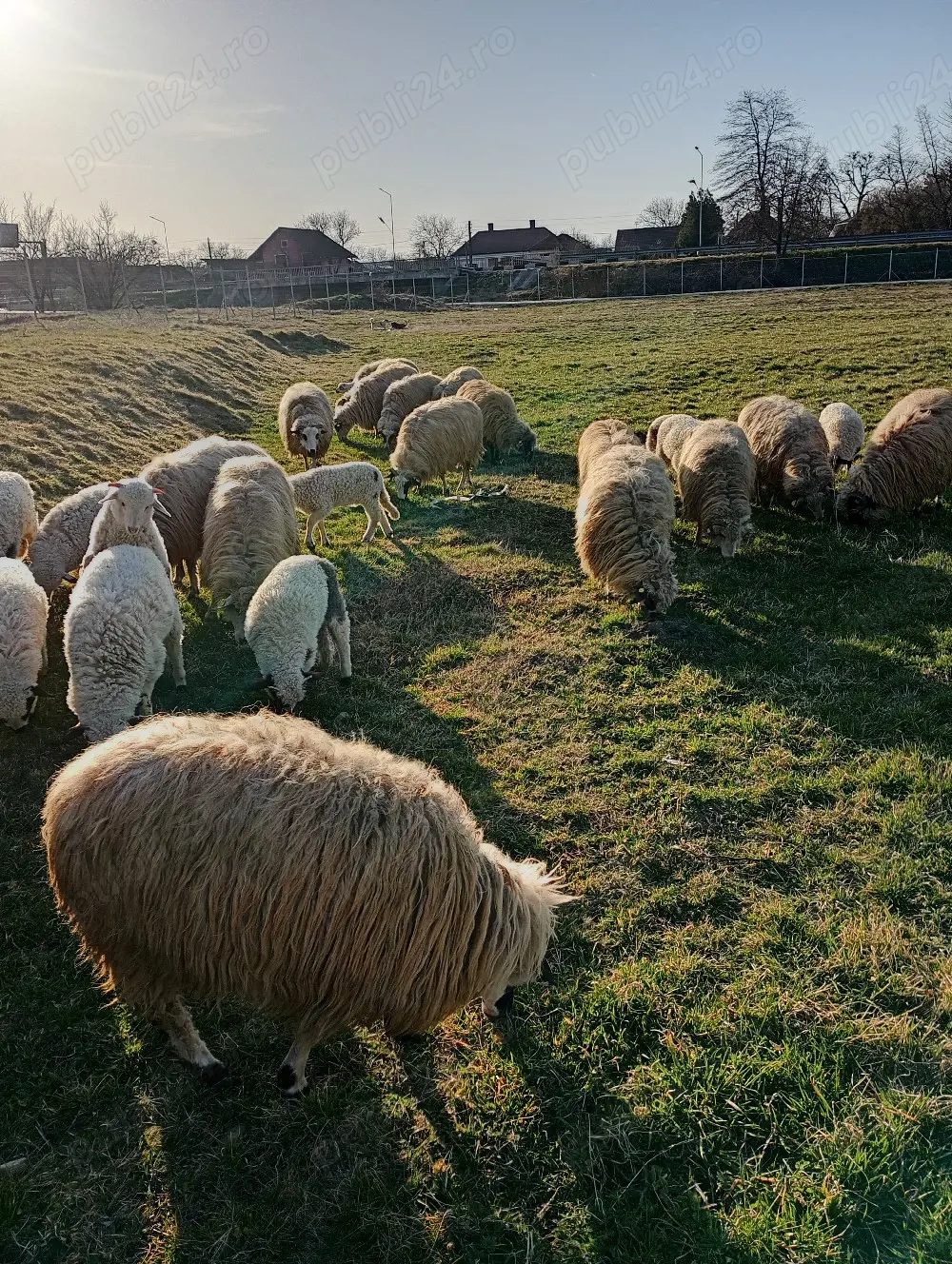 Oi cu miei de vanzare 