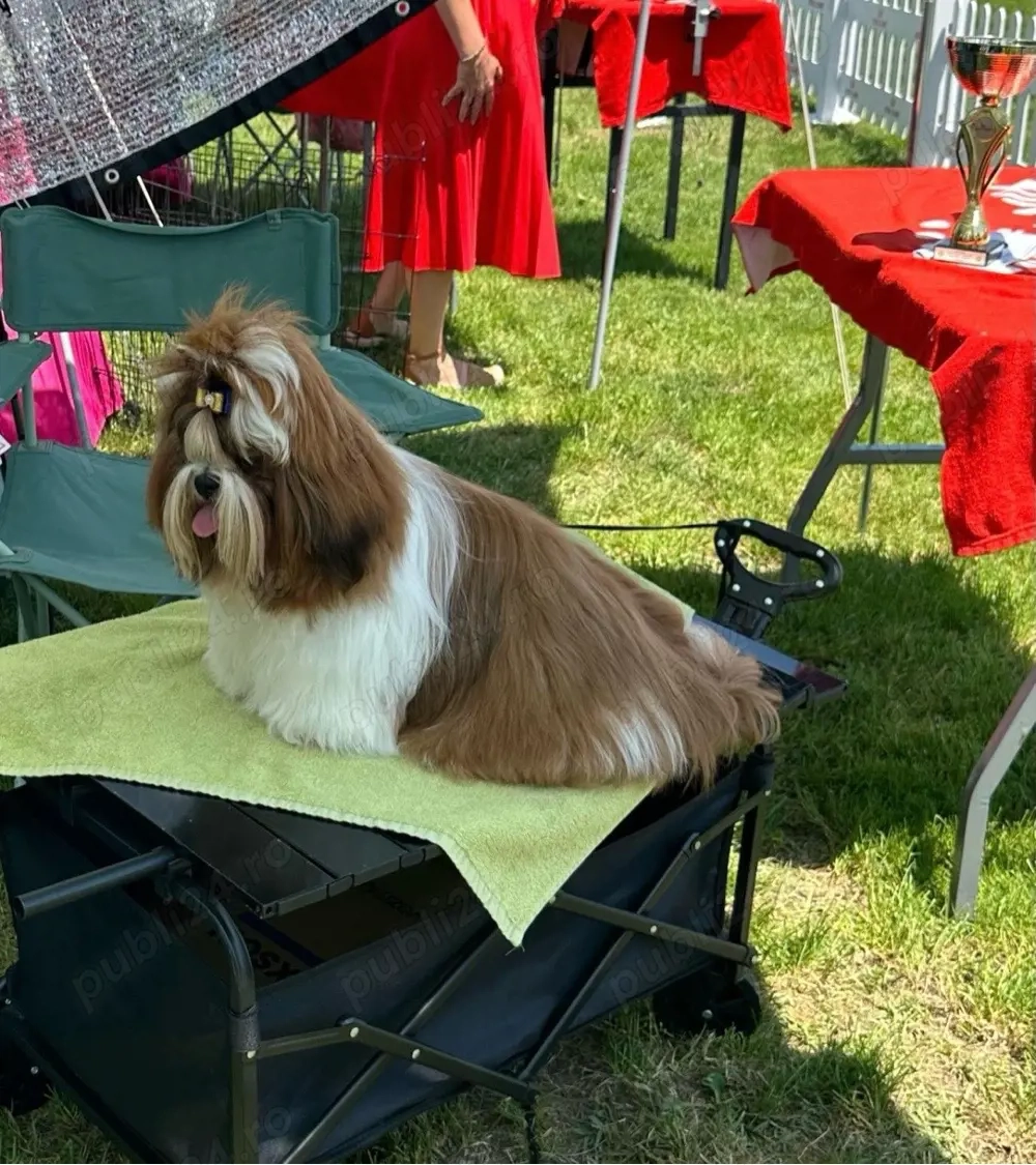 Catei Shih-Tzu Shihtzu MINI TOY Rasa Pura