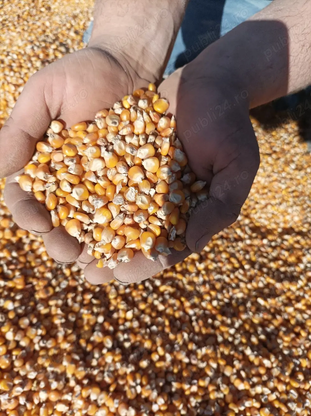 boabe porumb de mămăligă 